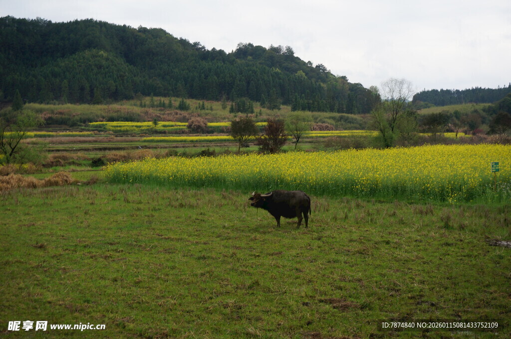 田野间的耕牛与金黄花田