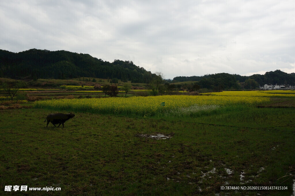 田野间的黄绿相间美景