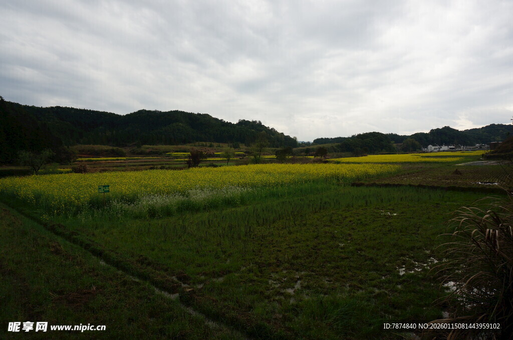 田园风光中的黄绿田野