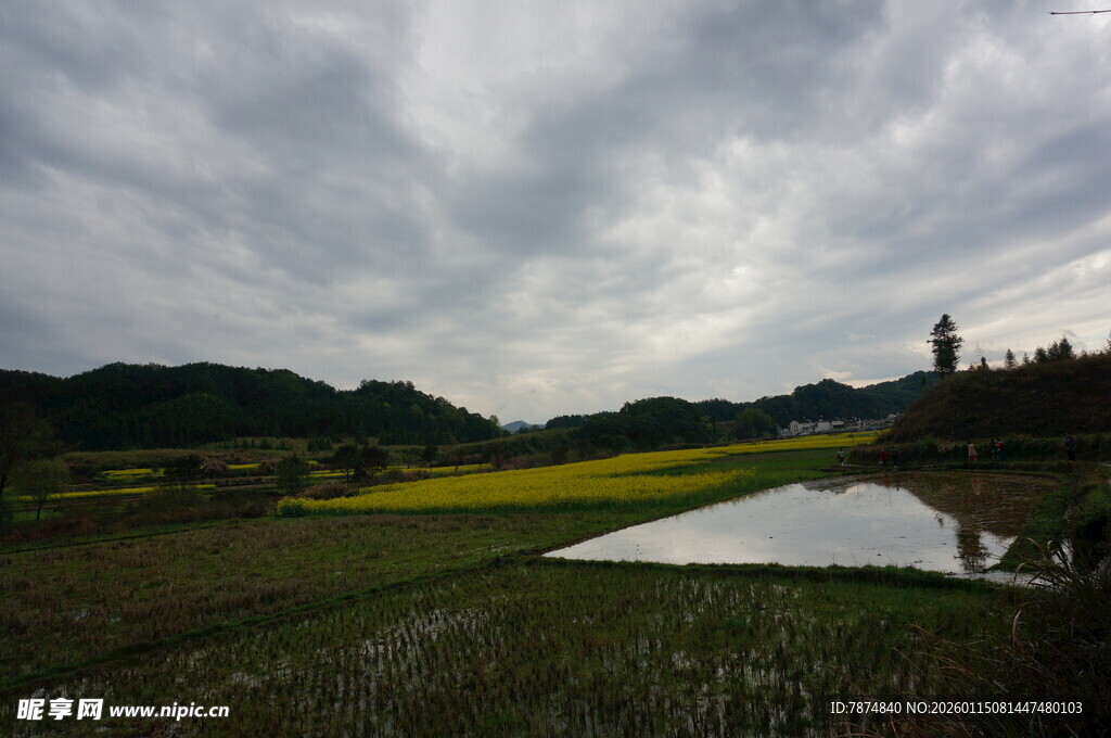 田园风光中的水田与菜花