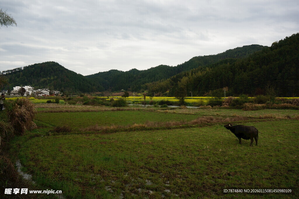 乡村田野间的耕牛图景
