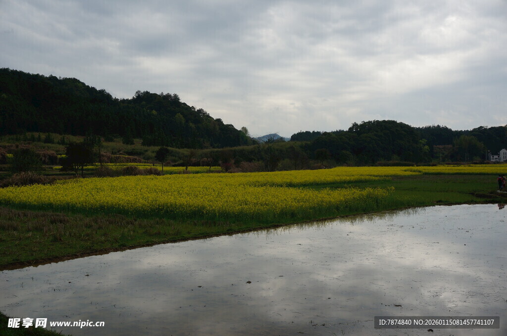 田园水田与金黄油菜景观