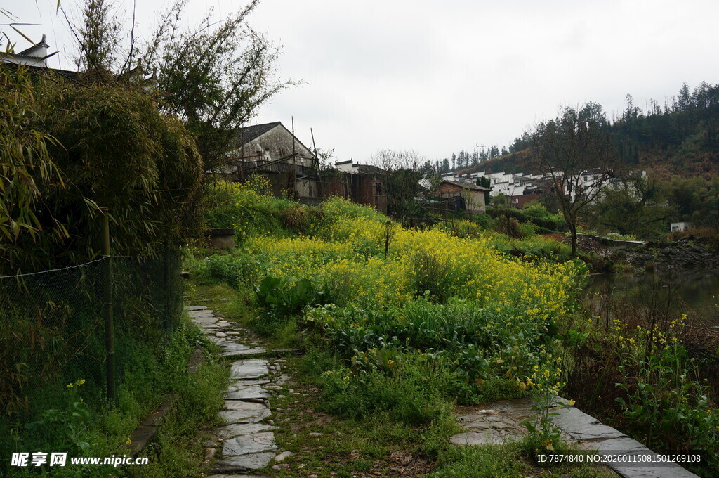 乡村小径旁的灿烂油菜花