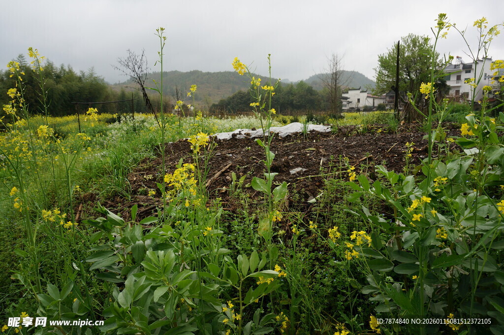 田园风光中的繁茂植物