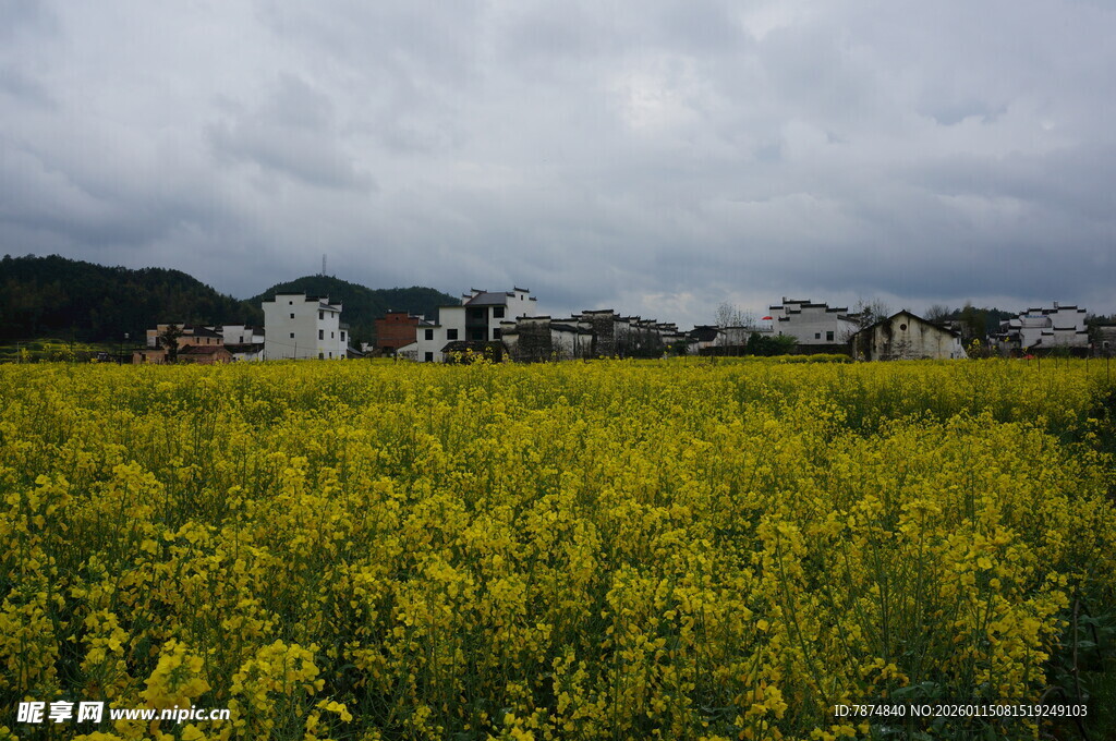 金黄油菜花田与远处村落