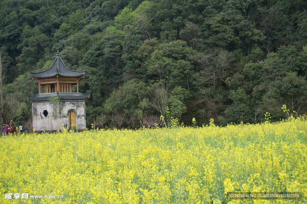油菜花海中的古朴亭子