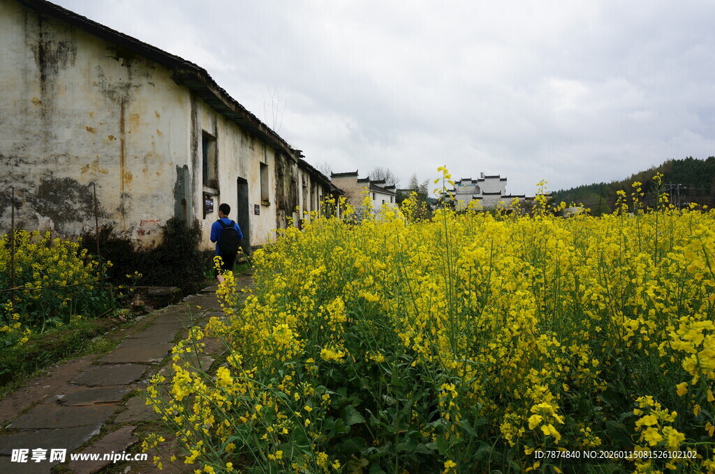 乡村小道旁的灿烂油菜花田