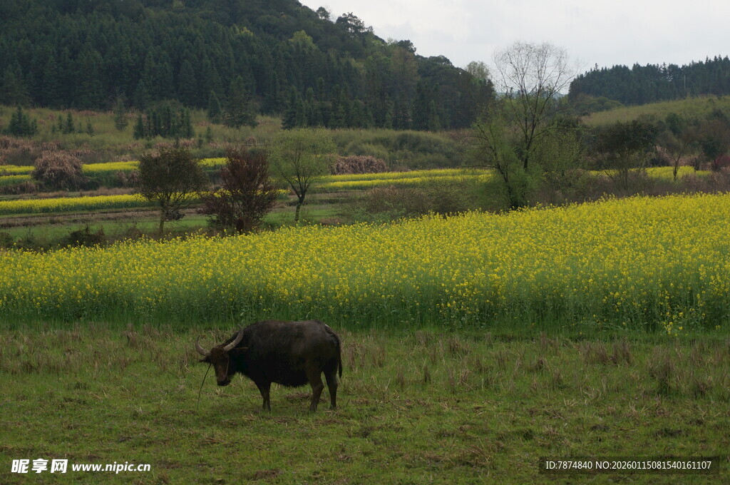 田野间的耕牛