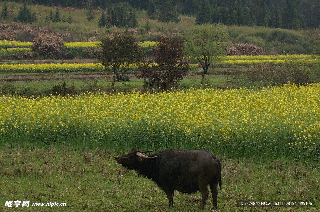 田野中牛立油菜花田旁