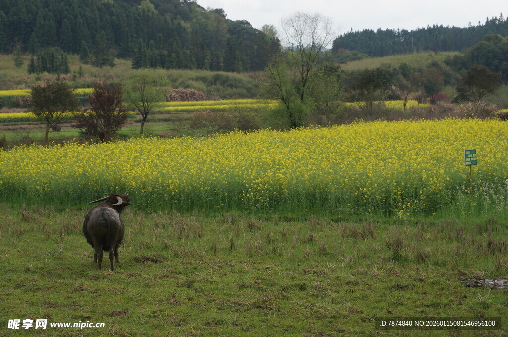田野间漫步的动物