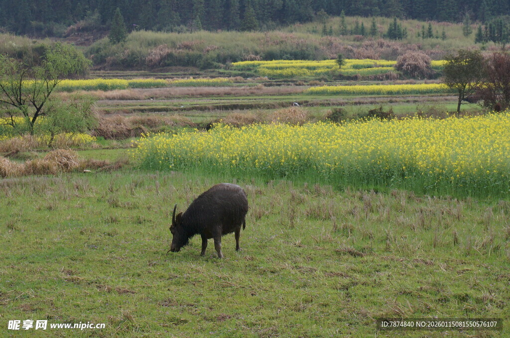 田野中悠闲吃草的黑牛
