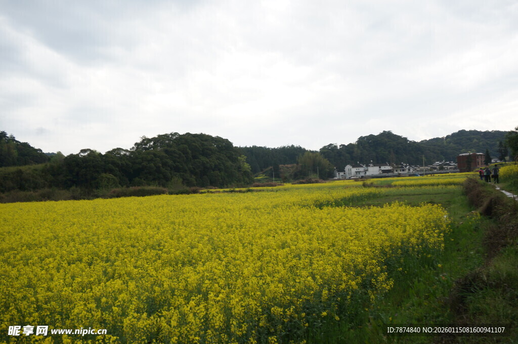 金黄油菜田 乡村田园风光