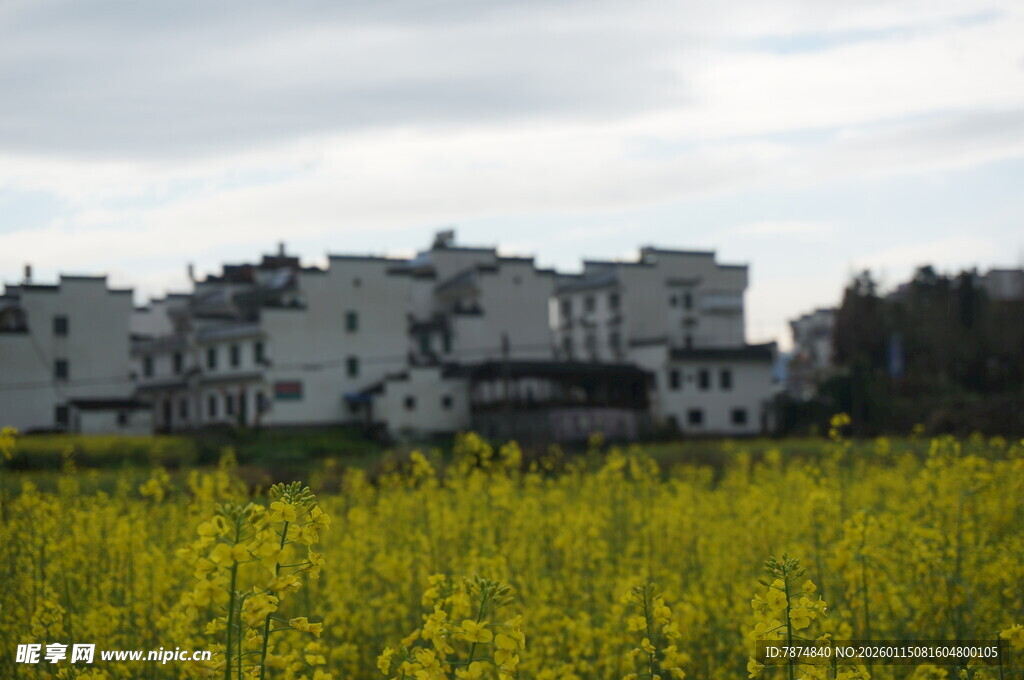 油菜花海旁的古朴村落