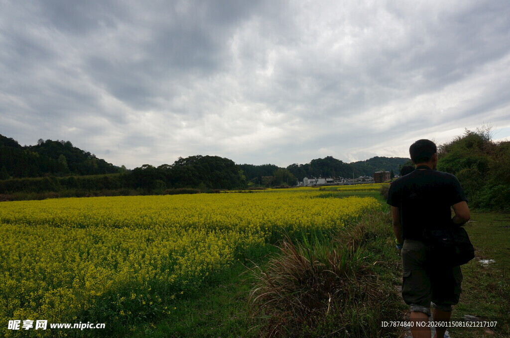 漫步油菜田的男子