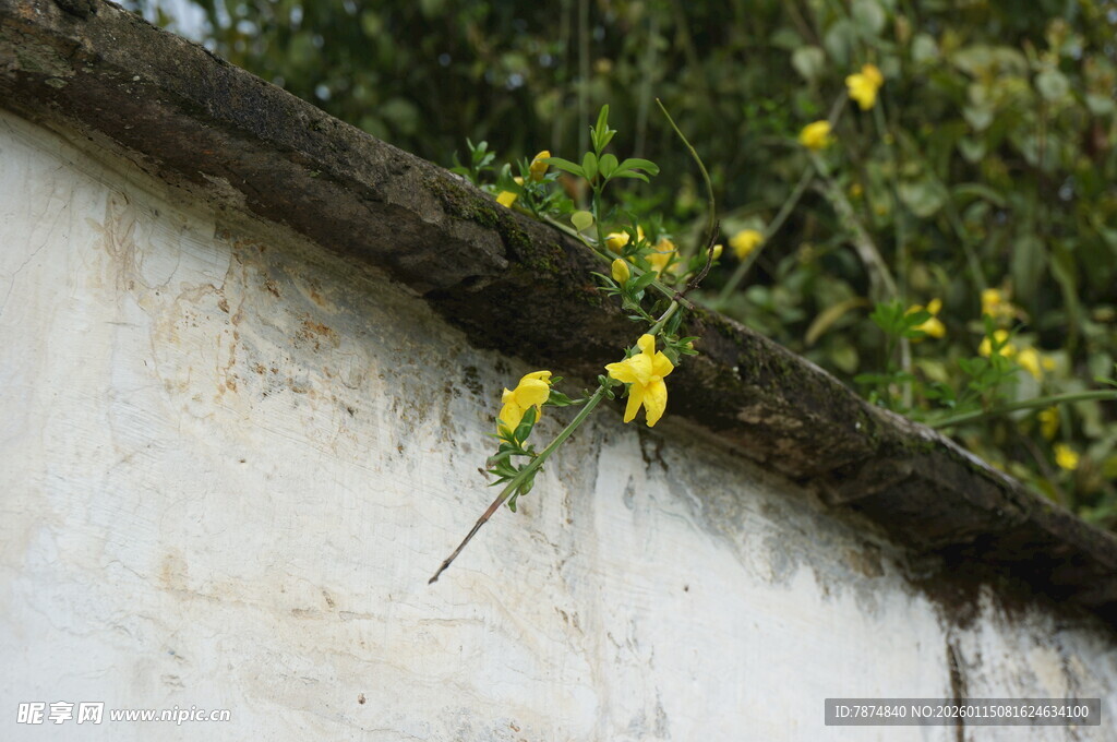 墙边绽放的黄色小花
