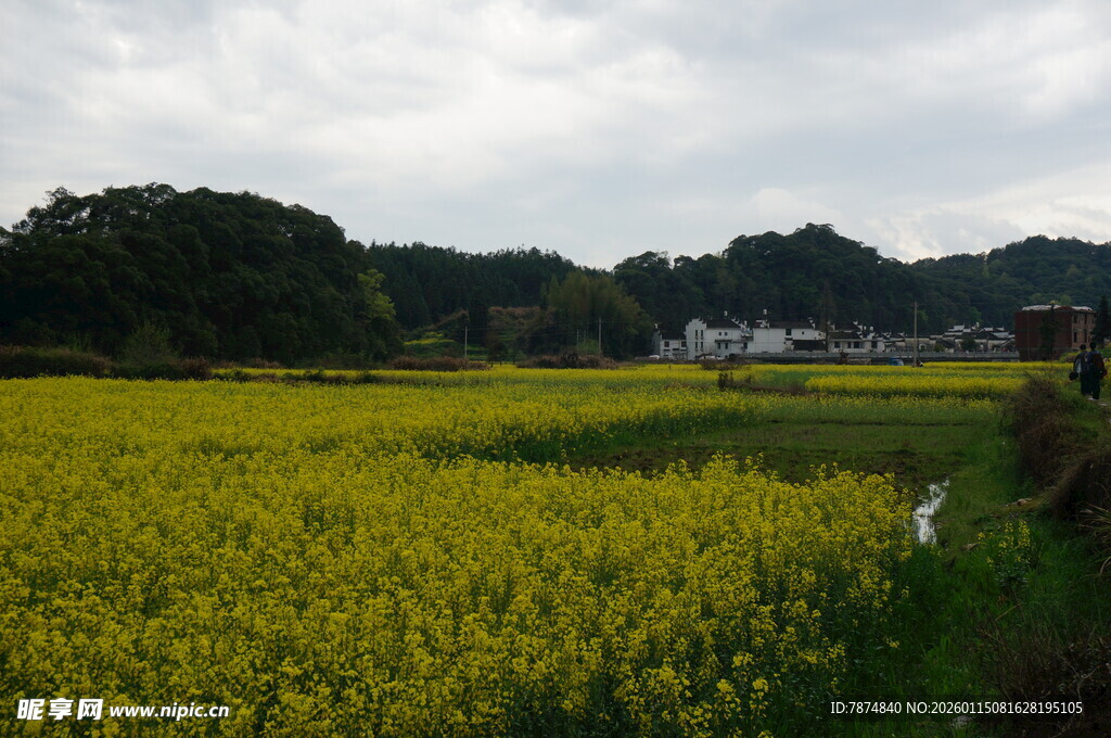 金黄油菜花田乡村美景