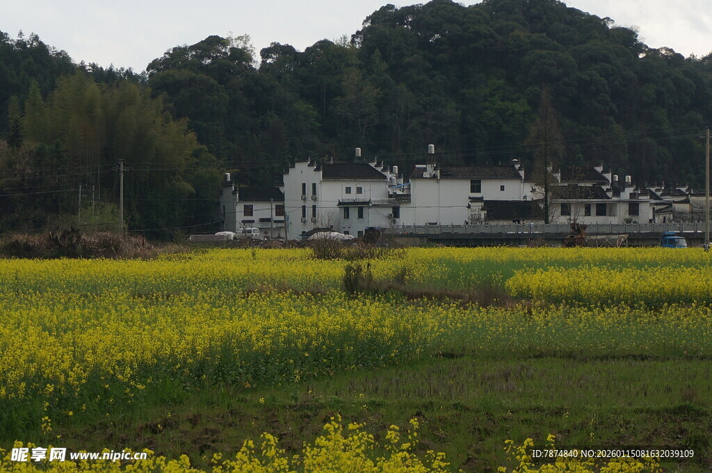 春日田园风光 金黄油菜花田