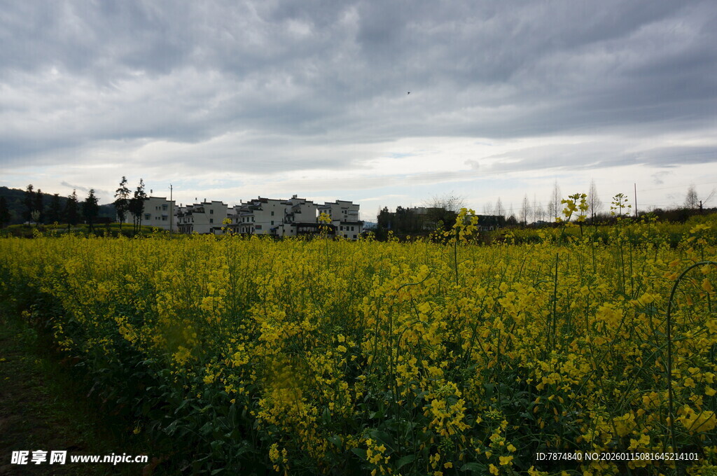 金黄油菜田与阴沉天空
