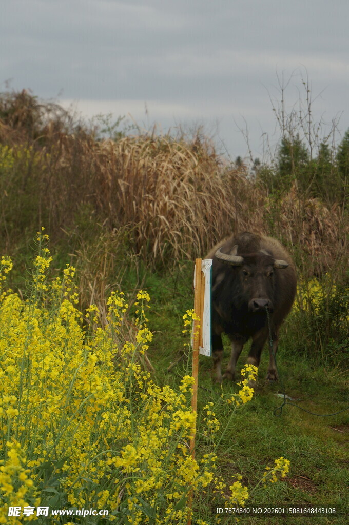 田野中牛立于花丛旁