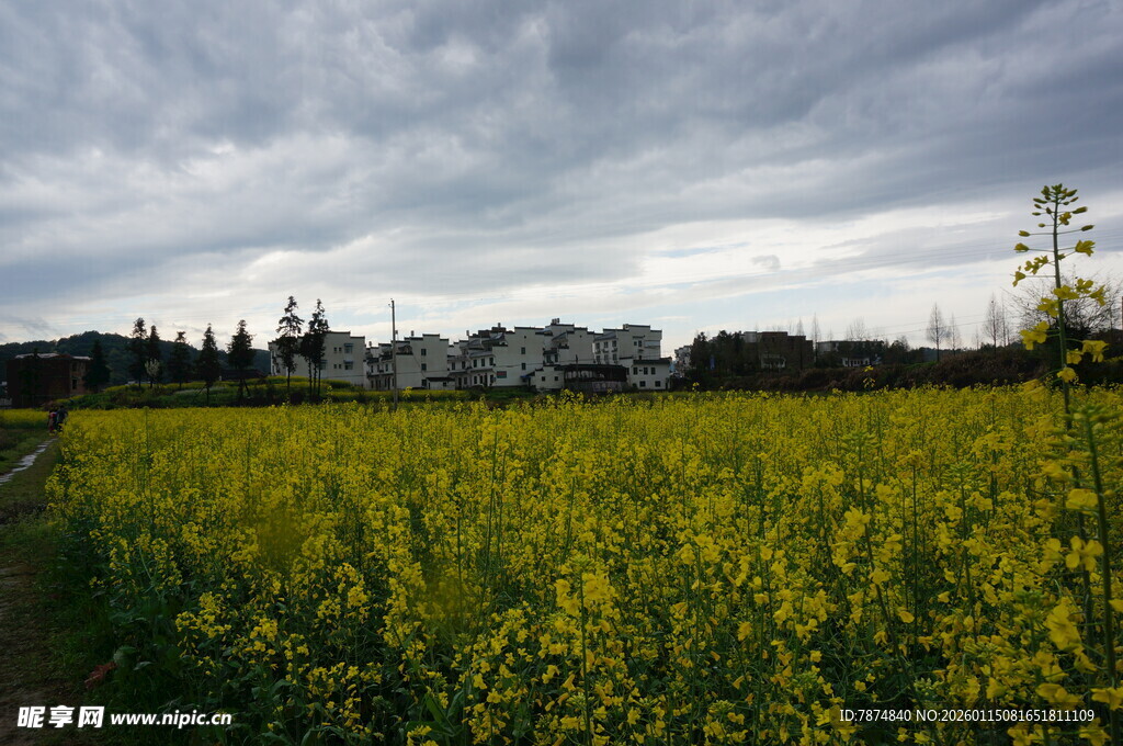金黄油菜田与远处城镇风光