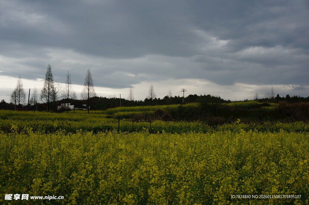 金黄田野与阴沉天空之景