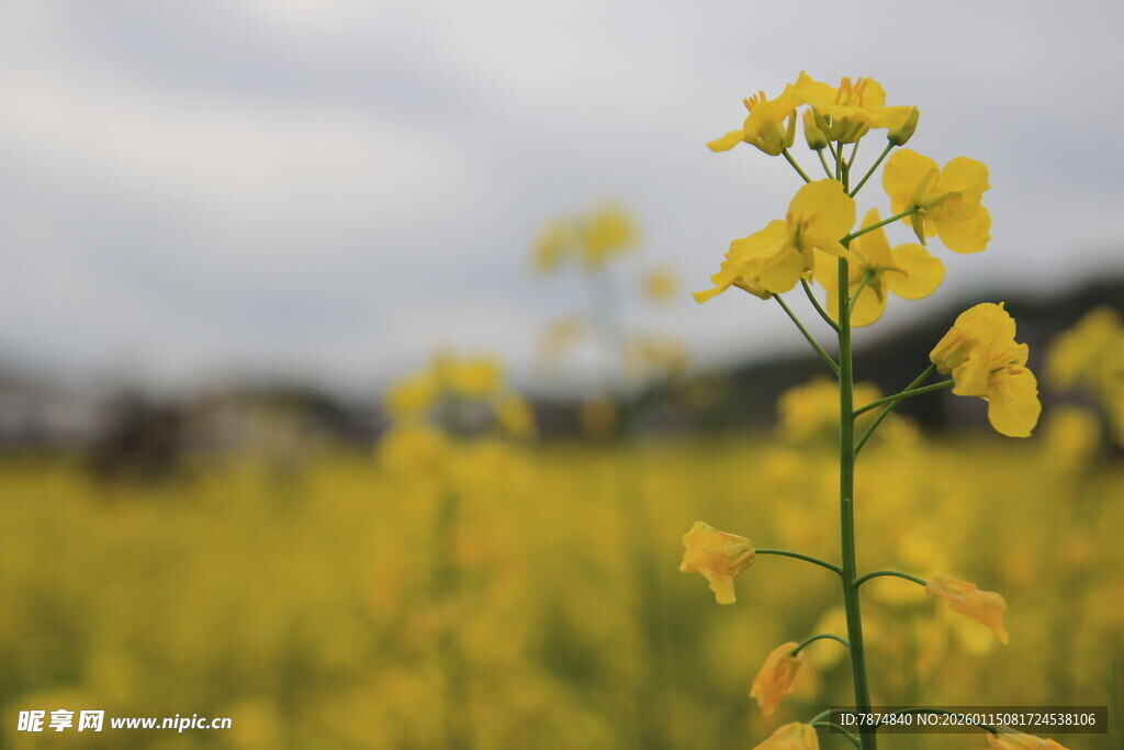 田野中的黄色油菜花