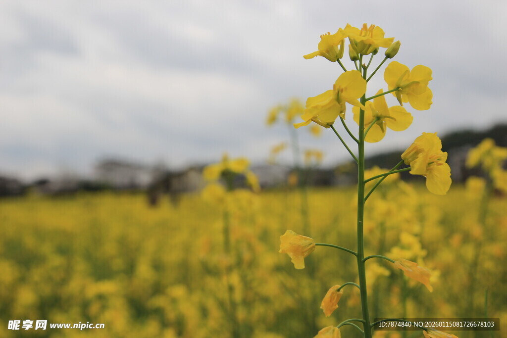 金黄油菜花绽放田野