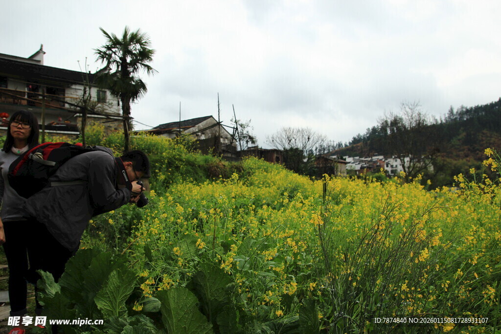 乡村田野中的油菜与民居