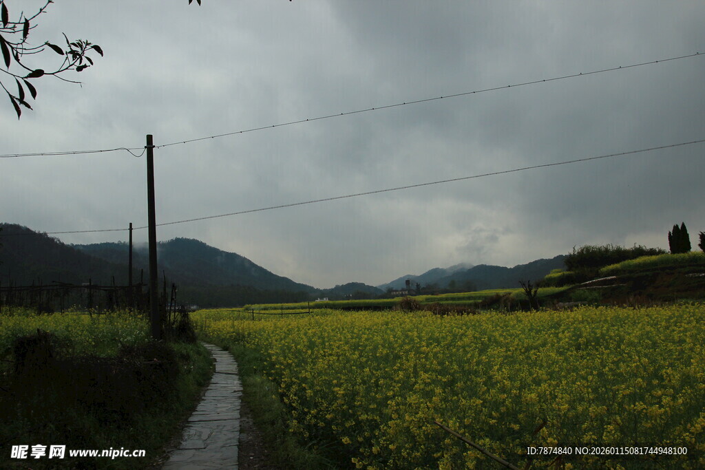 乡间油菜田 小径伴远山