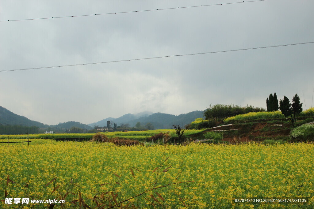 金黄油菜田 远山云雾景