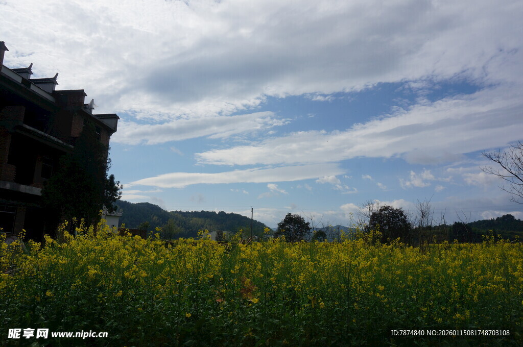田园油菜花与远处建筑风景