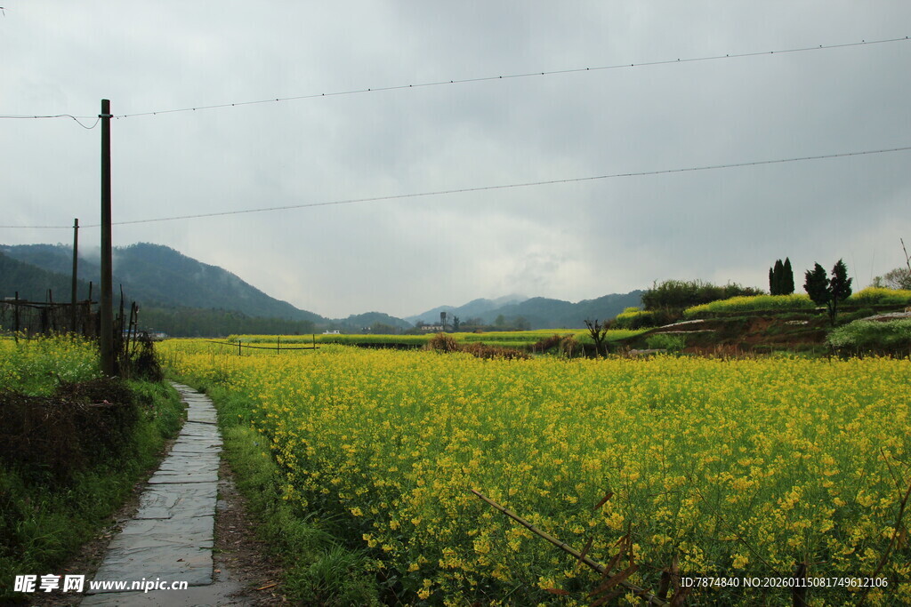 乡间油菜花小径风景