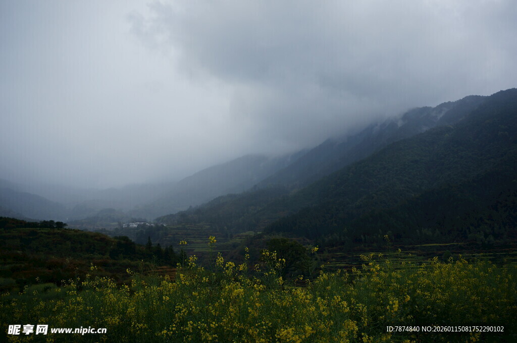 云雾笼罩下的山间花草