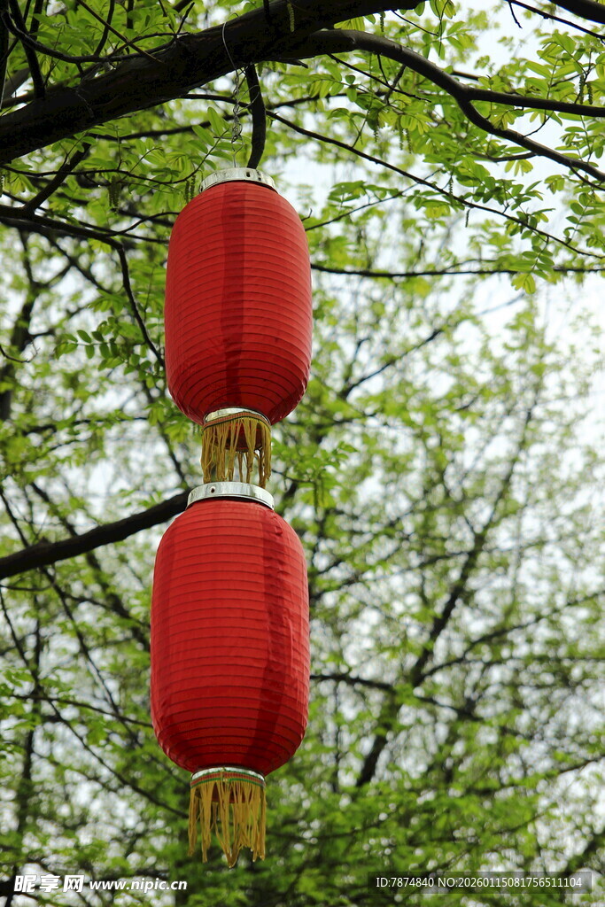 树枝上的红色灯笼