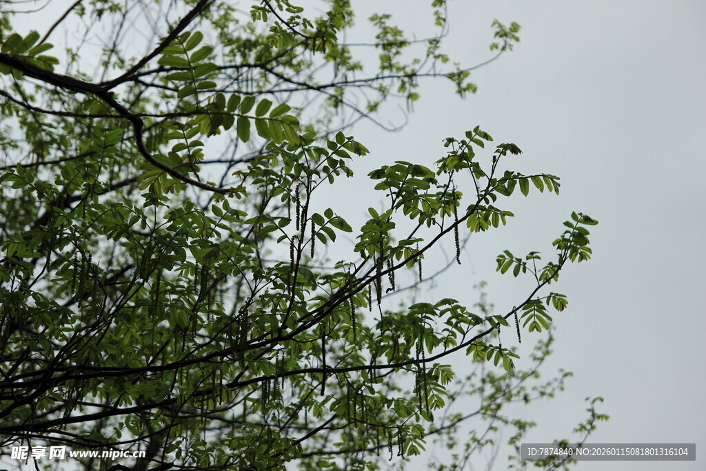 枝头新绿 展现盎然生机