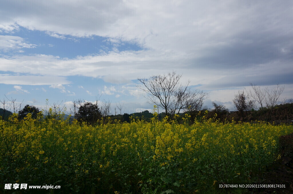 春日油菜田风光