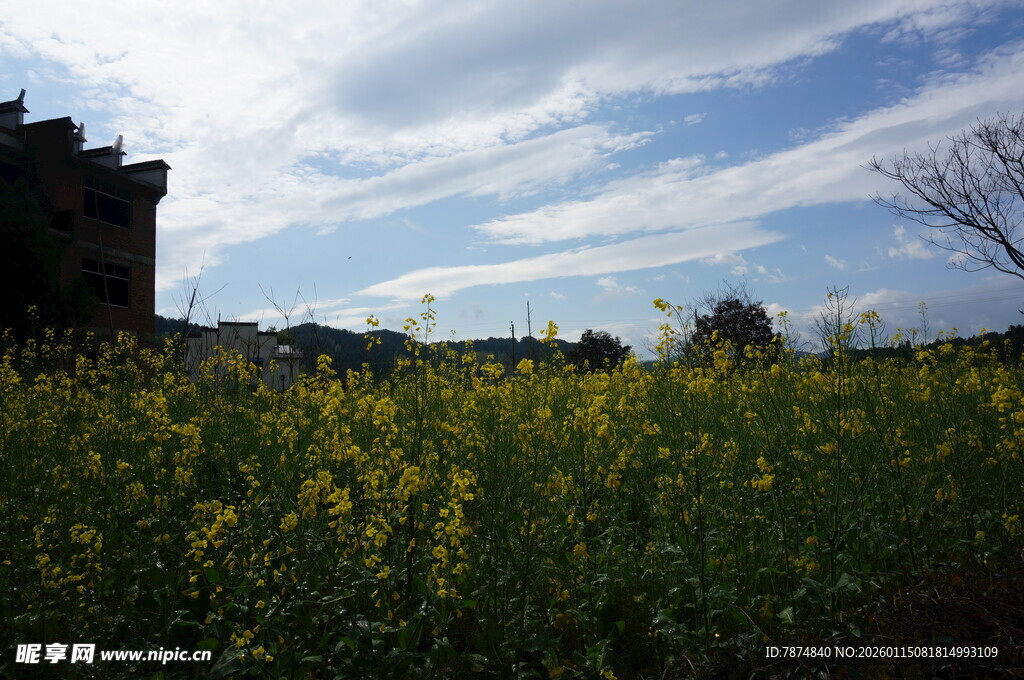 金黄油菜花田与远处建筑