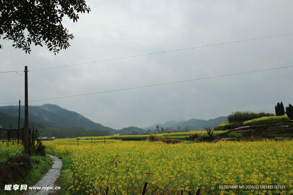 乡间油菜田 小路蜿蜒其中