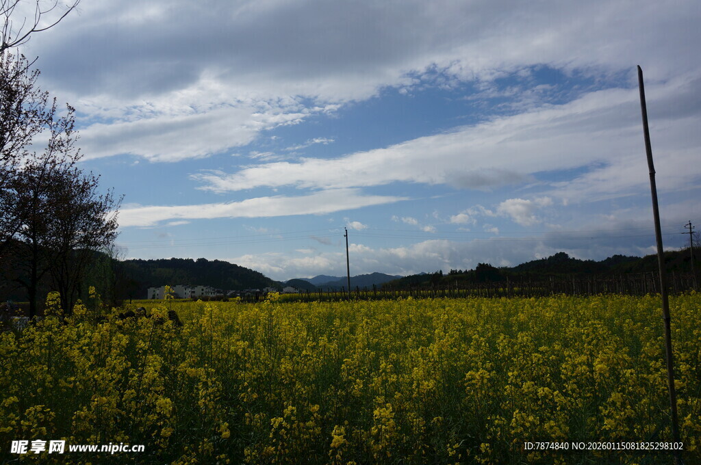金黄油菜花田与蓝天白云