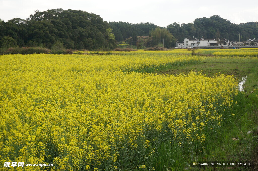 金黄油菜花田的田园风光