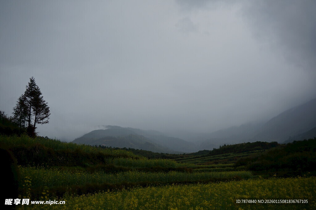 雨中孤树 绿野朦胧之景
