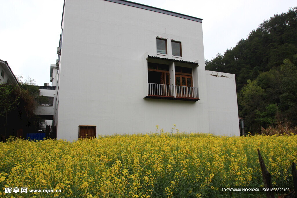 白屋黄花间的田园景致