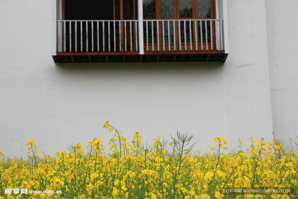 白墙下的灿烂黄色花田