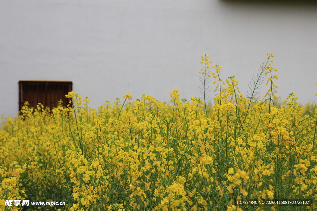 墙边盛放的黄色油菜花