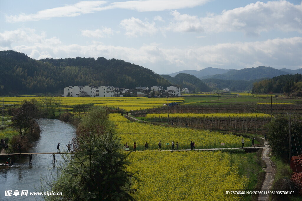 田园油菜风光美景