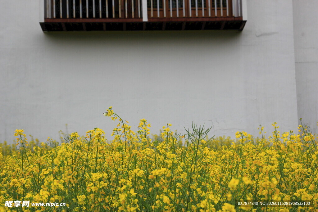 墙边盛放的灿烂油菜花