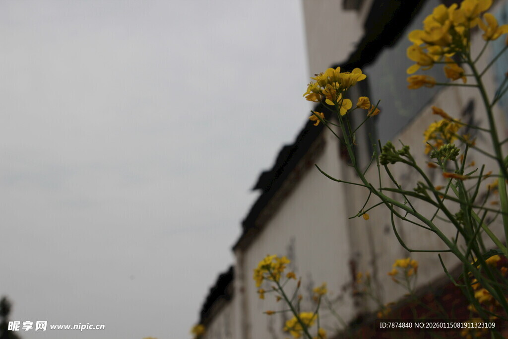 墙边绽放的黄色小花