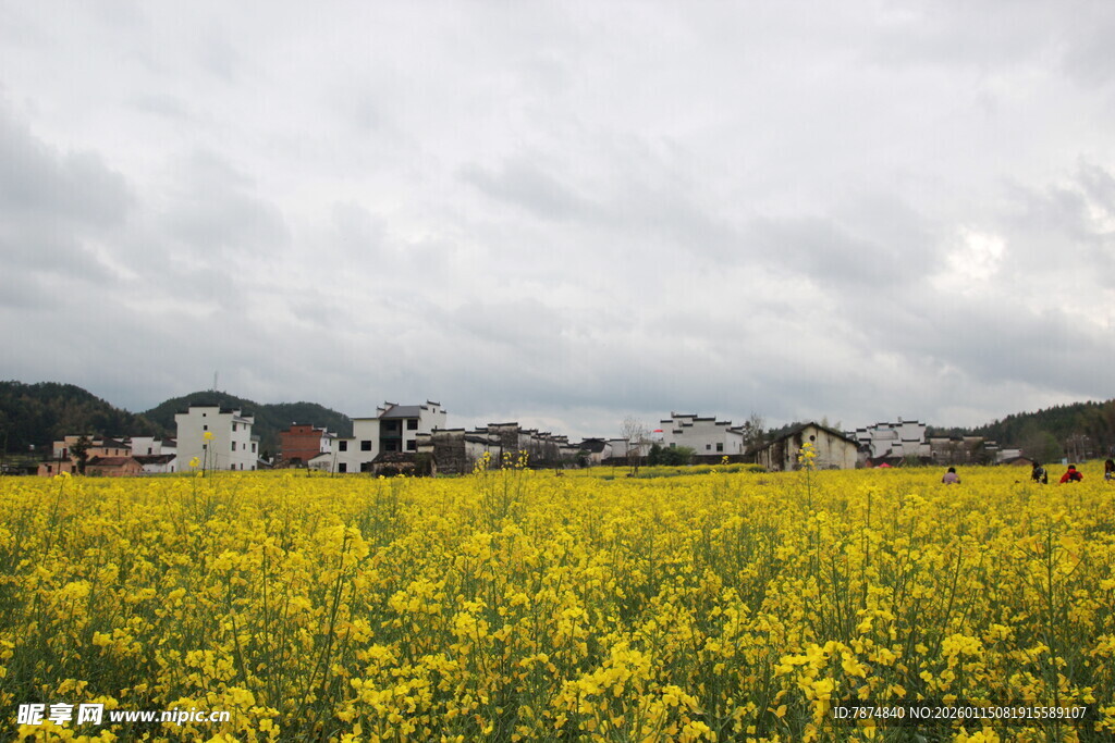 金黄油菜花海中的村庄