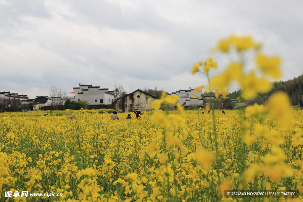 金黄油菜花田中的浪漫景象
