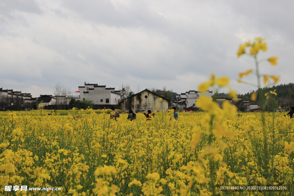 金黄油菜花田中的劳作景象